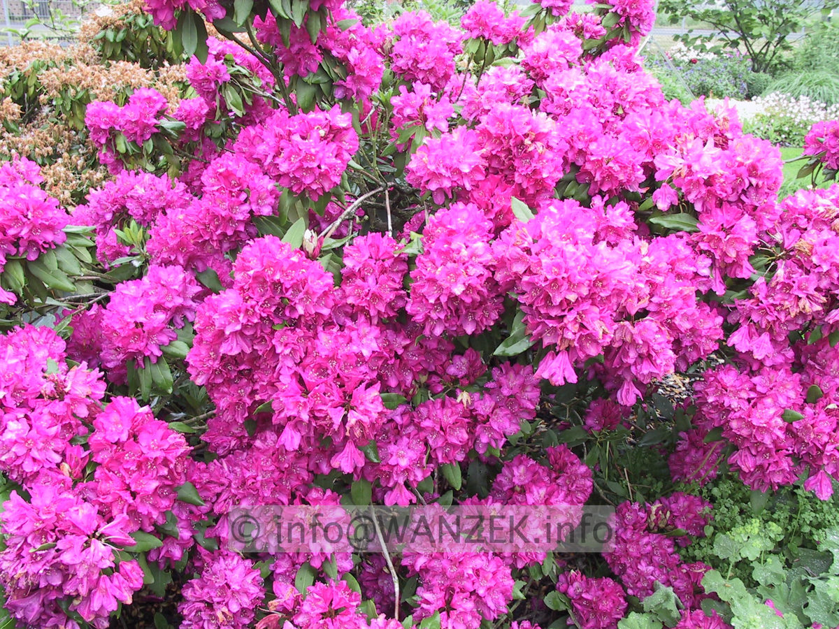 Rhododendron Catharine Van Tol 03.JPG